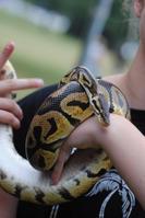 person holding a large snake